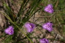 Kỳ thú các loài cây thuộc họ măng tây: Có loài nở hoa một lần rồi chết