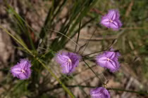 Kỳ thú các loài cây thuộc họ măng tây: Có loài nở hoa một lần rồi chết