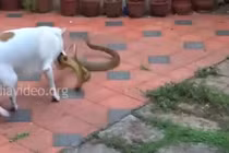 Video: Chó nhà điên cuồng cắn xé rắn hổ mang trâu và kết thảm 