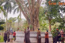 Hé lộ nguồn gốc đặc biệt của cây bồ đề ở chùa Một Cột