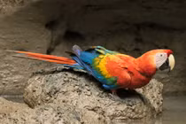 Thế giới muôn màu của những loài vẹt độc đáo nhất thế giới (2)