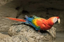 Thế giới muôn màu của những loài vẹt độc đáo nhất thế giới (2)