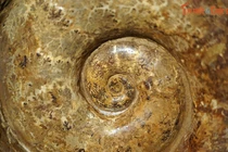 Soi hóa thạch khổng lồ đẹp như tác phẩm nghệ thuật ở Hà Nội