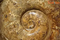 Soi hóa thạch khổng lồ đẹp như tác phẩm nghệ thuật ở Hà Nội