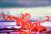 Động trời vụ Mỹ truyền bệnh giang mai cho tù nhân Guatemala 