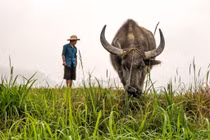 Lý thú hình ảnh con trâu trong tục ngữ, thành ngữ Việt Nam