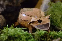 Top 12 loài ếch nhái có vẻ ngoài ấn tượng nhất Việt Nam