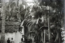 Ảnh cực hiếm về làng Dừa ở tỉnh Hà Đông thập niên 1920 (2)