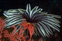 Vẻ đẹp ma mị của loài vật giống hệt đóa hoa dưới đáy biển