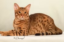 Độc đáo giống mèo nhà mang bộ lông như mèo rừng