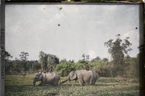 Ảnh chất lừ về cuộc sống ở vùng nông thôn Campuchia năm 1921 