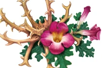 Cận cảnh loài cây “móng của quỷ dữ”, bị cả thế giới săn lùng 