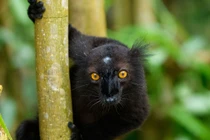 Kinh ngạc với sự kỳ lạ của các loài vượn cáo ở Madagascar (1)