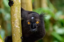 Kinh ngạc với sự kỳ lạ của các loài vượn cáo ở Madagascar (1)