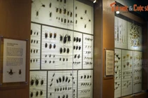 Cận cảnh bộ sưu tập côn trùng khủng nhất Việt Nam