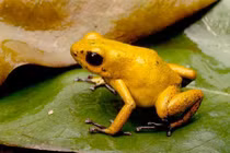 Loài ếch nhỏ bé nhưng chất độc có thể giết chết voi châu Phi