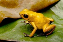 Loài ếch nhỏ bé nhưng chất độc có thể giết chết voi châu Phi