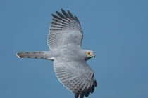 Điểm danh những loài chim săn mồi dũng mãnh nhất Việt Nam