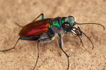 Điểm danh 12 loài săn mồi khét tiếng nhất thế giới côn trùng