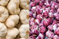 Đều là tỏi, loại vỏ tím tốt hơn hay loại vỏ trắng tốt hơn? 