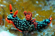 Đắm chìm trong thế giới siêu thực của các loài sên biển