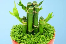 Trúc phát tài nên trồng bao nhiêu cây trong nhà để hút lộc? 