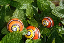 Cận cảnh loài ốc sên đẹp nhất quả đất bị săn lùng ráo riết