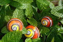 Cận cảnh loài ốc sên đẹp nhất quả đất bị săn lùng ráo riết
