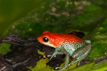 Vẻ đẹp chết chóc của các loài ếch phi tiêu độc nhất thế giới