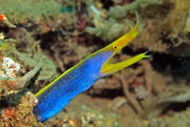 Tròn mắt kinh ngạc trước sự kỳ lạ của các loài cá chình