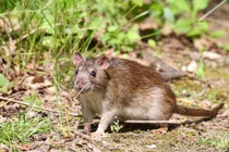 Cực độc hình tượng chuột trong kho tàng tục ngữ thành ngữ Việt Nam