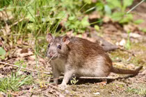 Cực độc hình tượng chuột trong kho tàng tục ngữ thành ngữ Việt Nam