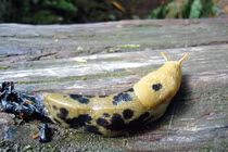 Cận cảnh các loài ốc sên nổi tiếng nhất thế giới