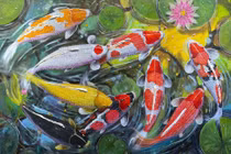 Top 15 sự thật thú vị ít người biết về cá koi 