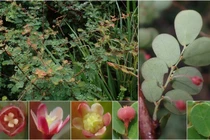 View - Bất ngờ phát hiện quần thể Vân sam cực hiếm ở núi Bát Xát | Báo Tri thức và Cuộc sống - TIN TỨC PHỔ BIẾN KIẾN THỨC 24H