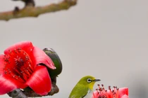 Hết quý 1/2023, 4 con giáp còn chịu áp lực lớn, cuối năm vực dậy