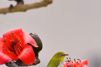 Hết quý 1/2023, 4 con giáp còn chịu áp lực lớn, cuối năm vực dậy