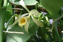 Gia vị đắt thứ hai thế giới, mỗi năm hoa nở 1 ngày