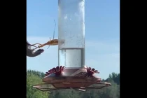 Clip: Kinh ngạc bọ ngựa tóm gọn chim trong nháy mắt