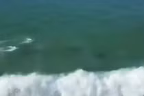 Cảnh tượng đàn cá heo chơi “lướt ván” gần bờ