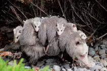 Tận mục những loài thú có túi kỳ quái, chỉ có ở châu Mỹ