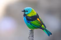 Mê mẩn với nhan sắc các loài chim vũ công chỉ có ở châu Mỹ (2)