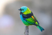 Mê mẩn với nhan sắc các loài chim vũ công chỉ có ở châu Mỹ (2)