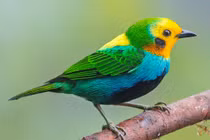 Mê mẩn nhan sắc các loài chim vũ công chỉ có ở châu Mỹ (1)