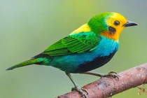 Mê mẩn nhan sắc các loài chim vũ công chỉ có ở châu Mỹ (1)