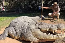 Tận mục cá sấu già nhất TG, cha của 10.000 cá sấu con 