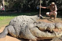 Tận mục cá sấu già nhất TG, cha của 10.000 cá sấu con 