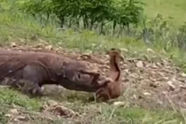 Clip: Màn tấn công đáng sợ của rồng Komodo đối với một con dê non