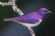 Không thể ngờ các loài chim sáo lại đẹp đến thế này