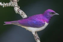 Không thể ngờ các loài chim sáo lại đẹp đến thế này